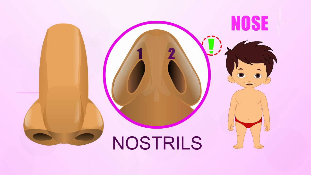 Nose - Human Body Parts - Pre School - Animated Videos For Kids - YouTube