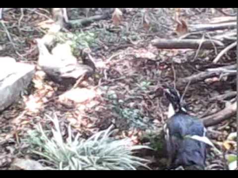 ayam kampus.3gp - YouTube