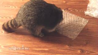 Raccoon Popping Bubble Wrap / Невозможно остановиться