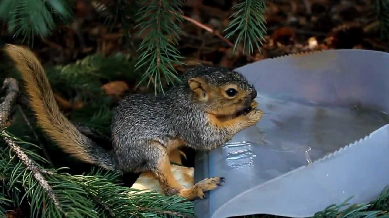 baby squirrel drinking water youtube baby squirrel drinking water youtube