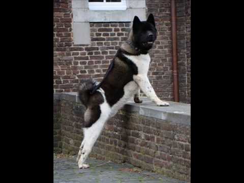 Kitty Cat Akita