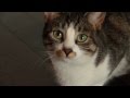 Nala the cat