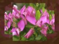 Spring daffodils dancing! - Spring ecards - Seasons Greeting Cards