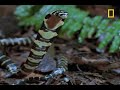 King Cobra Devours Water Snake