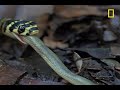 King Cobra Devours Water Snake