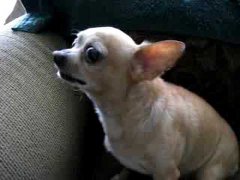 TINY THE ANGRY CHIHUAHUA PART 4 - YouTube