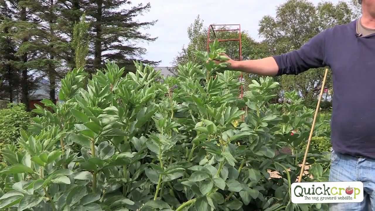 Grow Your Own Broad Beans With Quickcrop YouTube