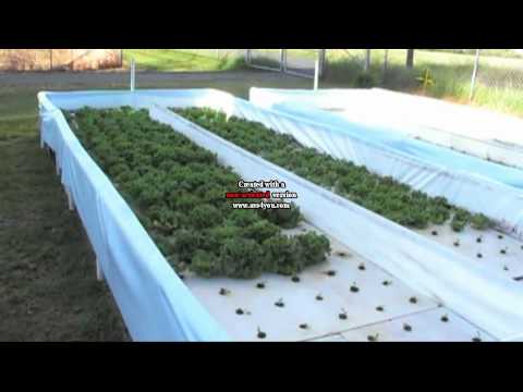&amp; Pade hydroponic floating raft system in the N &amp; P aquaponic system ...
