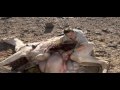 Ultimate Survival - Bear Grylls eet geit en kameel.