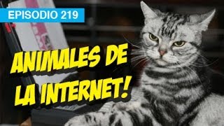 Animales de la Internet l whatdafaqshow.com