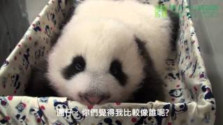 團團的翻模-圓仔 Baby Giant Panda Looks Like Her Father