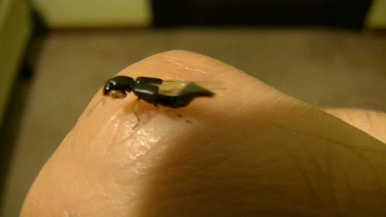 Small Black Bug with a Wing Backpack | 1080HD - YouTube