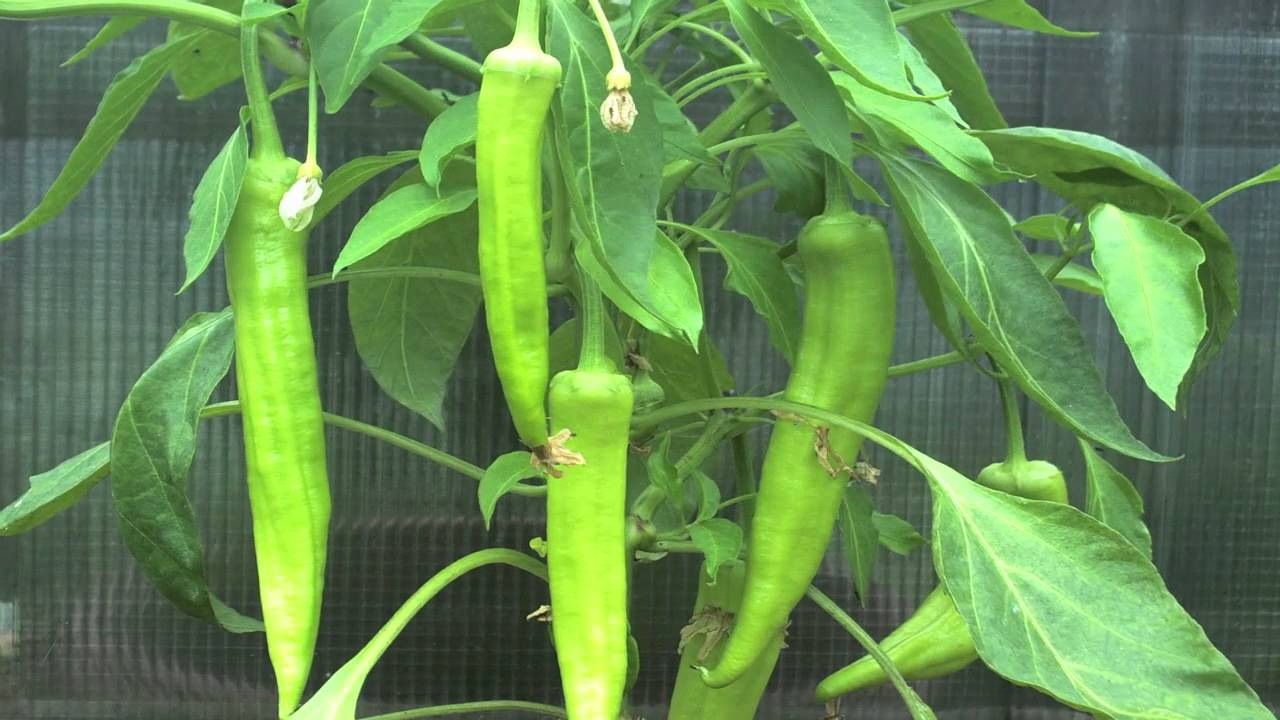 Growing Peppers Time Lapse Banana Pepper Time Lapse