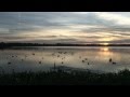 Bande Annonce La Voie du Sud (film documentaire sur la chasse à la tonne aux oies)