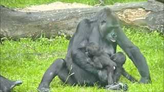 Gorillatwin @Burgers