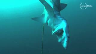 Strung up shark horrifies divers