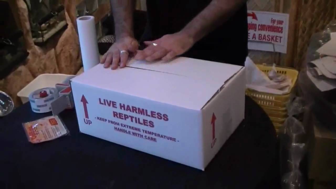 Reptile Kings - Reptile Express Shipping - YouTube