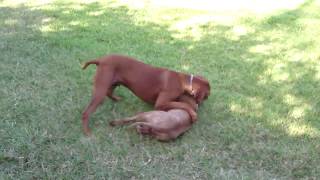 Bullmastiff Vs Pitbull