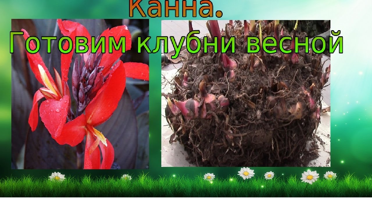 Какие цветы выкапывают на зиму Какие цветы выкапывают на зиму