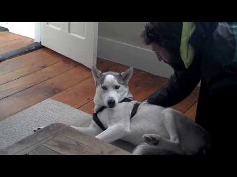 Blaze Loves His Kennel (ORIGINAL) Husky Says No to Kennel - Funny
