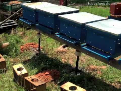 Beekeeping: Building Ant Proof Hive Stands - YouTube