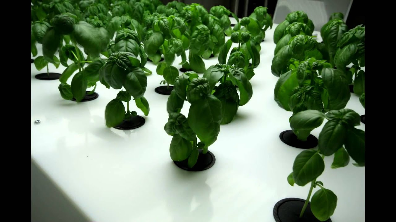 hydroponic garden build your very own