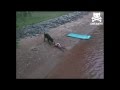 Cão que pensa que a criança se está a afogar Cão que pensa que a criança se está a afogar