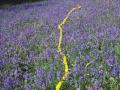 andy goldsworthy