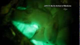 Jellyfish used to create glow in the dark bunnies.