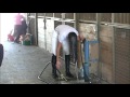How equestrians wash their hair