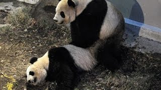 パンダの同居開始  交尾行動を確認－上野動物園