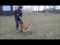 Devil Red Vixen poslušnost 10 měsíců / Devil Red Vixen obedience 10 months