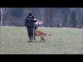 Devil Red Vixen poslušnost 10 měsíců / Devil Red Vixen obedience 10 months