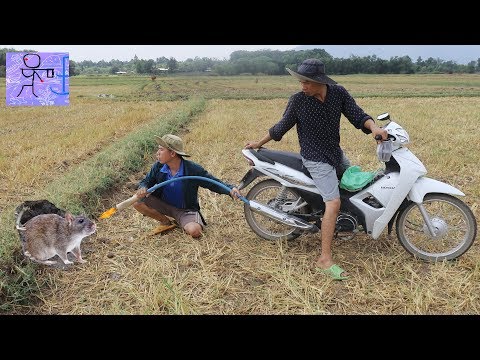 Experiment : Motorcycle Catch Mouse In Hole .Dùng Tiếng Pô Xe Để Dụ Chuột Ra Khỏi Hang