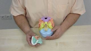 4708 Osteopathy skull model in 22 parts