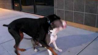 Doberman Vs Pitbull