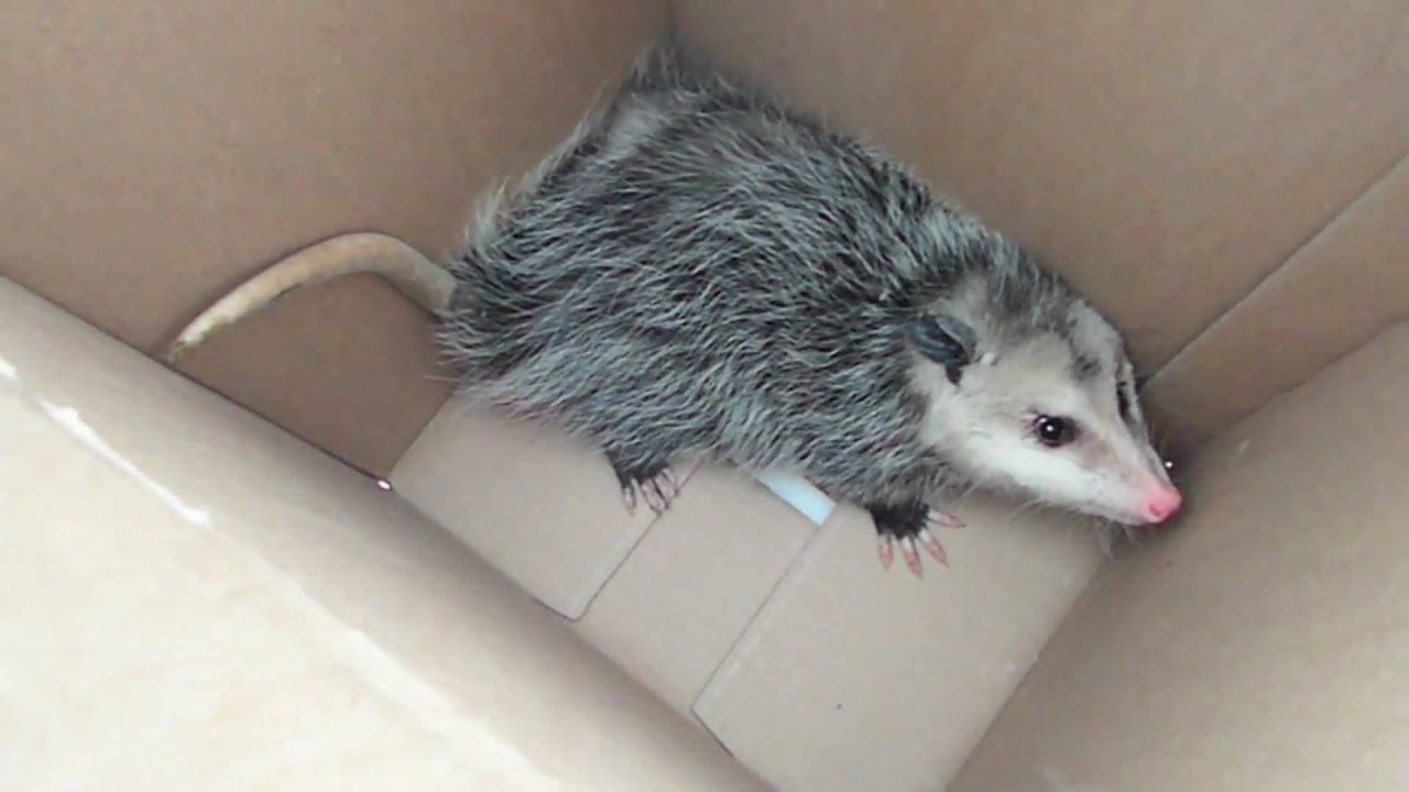 possum trap catch garage rid