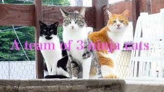 猫の忍者部隊 - A team of 3 ninja cats -