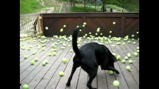 テニスボールを浴びる犬  