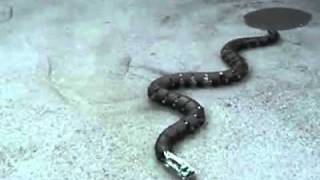 remote control water snake