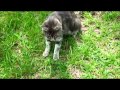 Gray, The Feral Cat