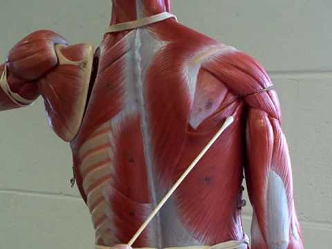 shoulder and back muscles - YouTube