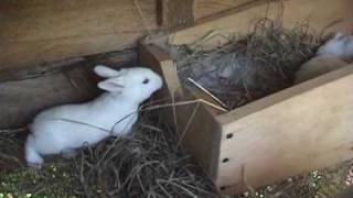 baby new zealand rabbits