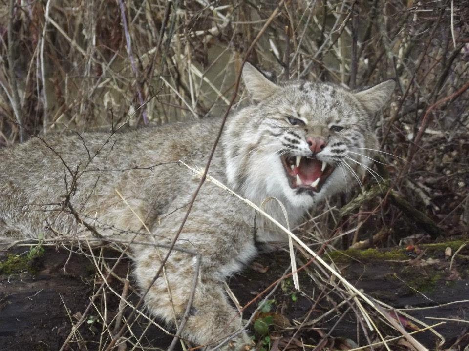 Trapping A Bobcat by a Stream