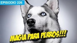 Magia para Perros! l whatdafaqshow.com