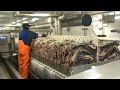 Norwegian H+G factory trawler 'Andøybuen using Atlantic Auto Bag System