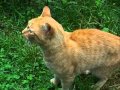 CHAT MIAULE : MANGER, CAT MEOWS TO EAT
