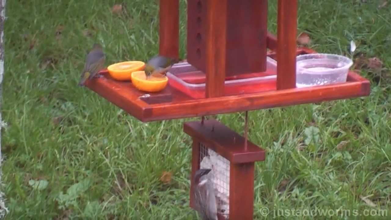 bird bell feeder best price