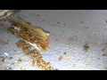 Fanatic Pest Control Live Active Termite Video