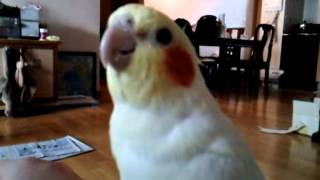 Cockatiel Talking 말하는 왕관앵무 갤럭시3 문자소리